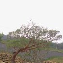 팽나무 농장 이미지