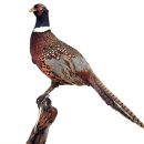 둥지광택 이미지