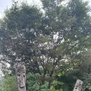 즘골마을 이미지