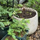 미산농장 | 장미 삽목과 마늘???