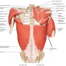 shoulder girdle. pectoral girdle와 연관된 Upper L imb의 근육과 그 기능에 대하여 이미지