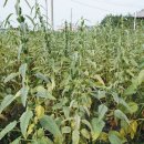 남원 만복사지 석조여래입상 이미지