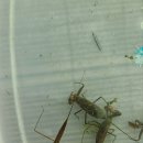 주석초등학교 이미지