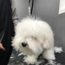 엘리 애견미용실 이미지