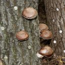 향토농장2 이미지