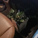 식물나라화원 이미지