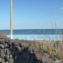 월정포인트 | 제주 월정해수욕장맛집 제주 월정리쇠막 방문 후기