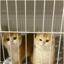 캣그램 광주 고양이분양 네이버블로그