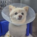 메디칼안약국 | 강아지 슬개골탈구&amp;인대파열 수술 당일퇴원~일주일 과정 및 관리