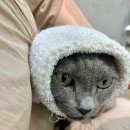 무마취 고양이 미용실 반할고양 이미지