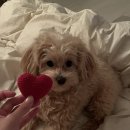 강아지를 미용하는 여자 이미지