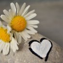 생극초등학교 이미지