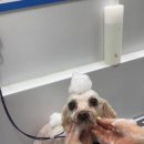 버블펫 | 장항동애견미용 버블펫 믿고 맡기는 강아지미용 후기🐶