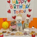 밤밤 애견유치원 이미지