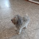 서른살나의펫 이미지