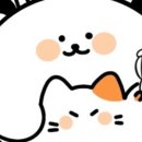 해피멍냥데이 - 서구 계룡로 562 | 해피멍냥데이