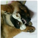 강토 이미지