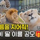 [속보] 청주동물원 바람이 딸 이름 공모중🦁 이미지