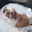 정서동물병원 이미지