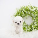 강아지에 빠지다 이미지