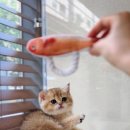 키튼히얼고양이분양김포
