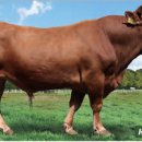 예천한우 이미지