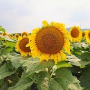 운산분식