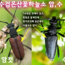 하늘소 - 대덕구 중리로75번길 23 | 하늘소