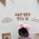 킨더퍼피 이미지