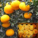 오부자농장 이미지