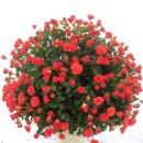 빵긋빵긋 이미지