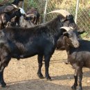 해든누리 흑염소농장 이미지