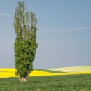 포플러(poplar) 이미지
