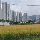 발개로 이미지