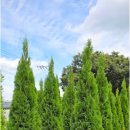 에메랄드그린 이미지