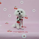 가치있개 이미지