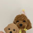 멍멍앤쿡 이미지