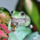 덤피(Dumpy) 이미지