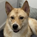 추추추가..추가..첫째 사진도 추가....아기강쥐 데려 온 지 2주 만에 다리 좀 길어진 듯?? 이미지