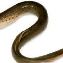 칠성장어 이미지