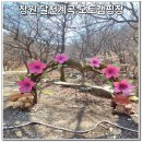 달천계곡 오토캠핑장 | 창원 달천계곡 연리목·오토캠핑장 천주산 진달래 봄 추천