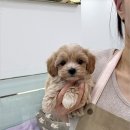 강아지분양 마이댕냥 일산점 이미지