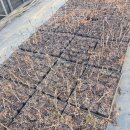 신구농장 이미지