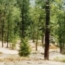 더숲캠핑장 이미지