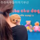 츄츄독 푸들이야기 부산 강아지분양 | [부산/분양샵] 츄츄독푸들이야기부산 청결하고 쾌적한 환경에서 만난 강아지들