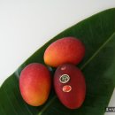 애플망고 이미지