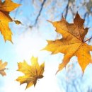 나 그대 사랑... 이미지