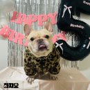 [지오 어멈🐖] 🐶더-오래 에코백 강아지 사진 주문 제작 솔직 후기🐶 사이트_&#34;더-오레&#34;