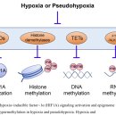 Re:Hypoxia/pseudohypoxia‐mediated activation of hypoxia‐inducible factor‐1α in cancer 이미지