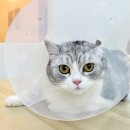 영심이 헤어 네이버블로그
